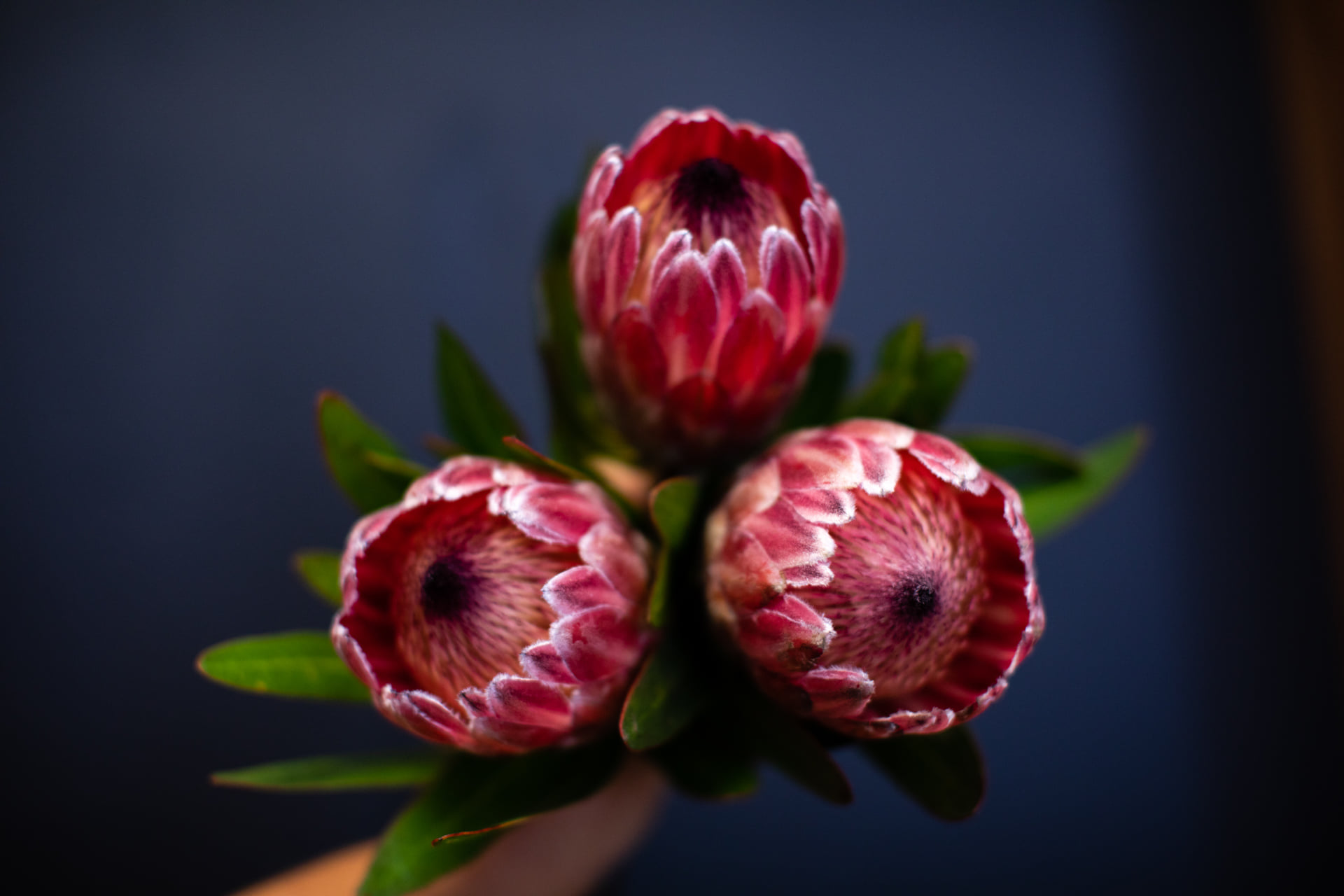 3 proteas on a deep blue background